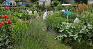 jardins familiaux 