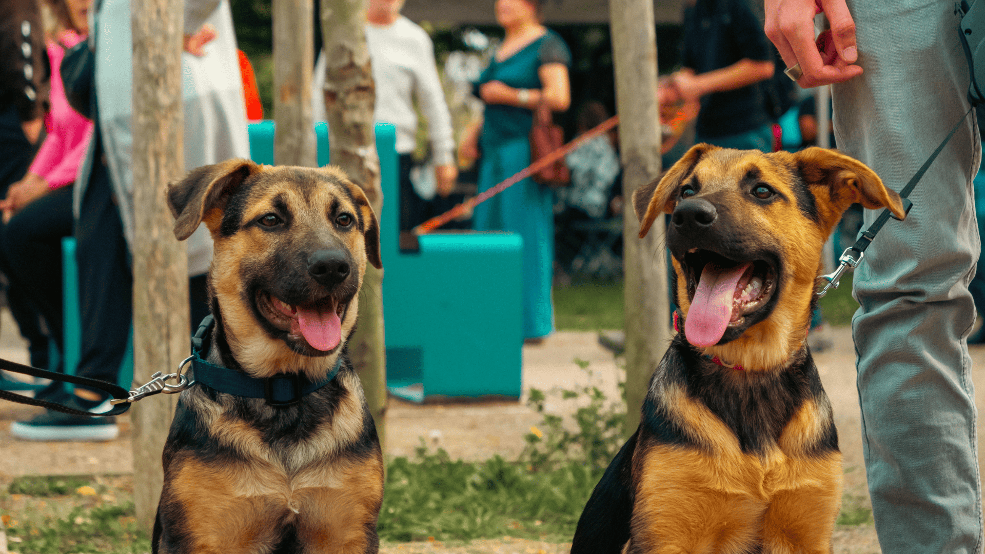 chiens