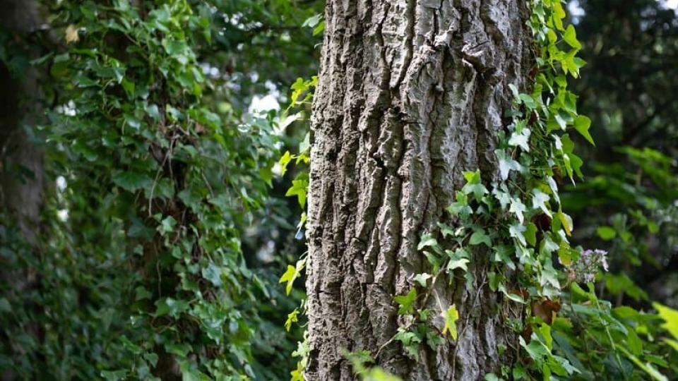 opération lière pour faire respirer les arbres