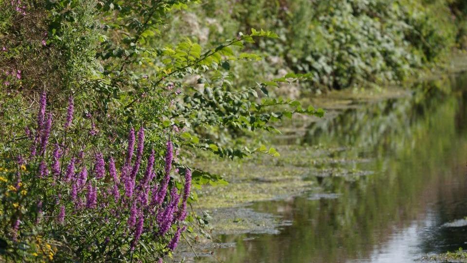 les mares de lébisey à Hérouville