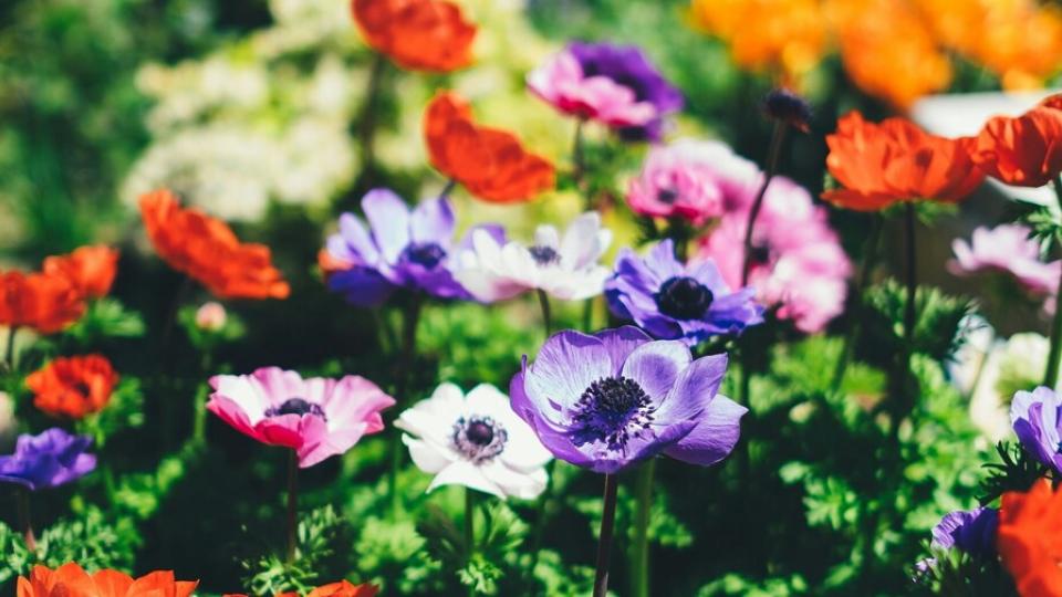 fleurs