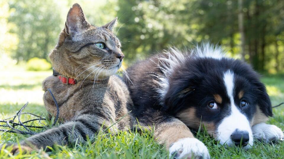 chien et chat 