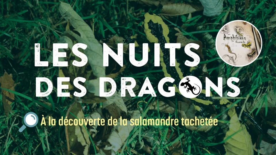 Visuel Nuits de dragons