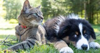chien et chat 