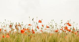 champ de coquelicot