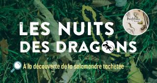 Visuel Nuits de dragons